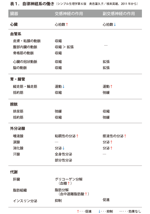 自立神経系の働き