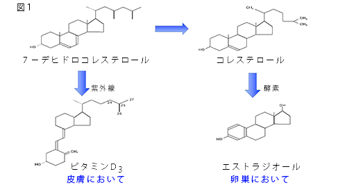 ビタミンＤ構造