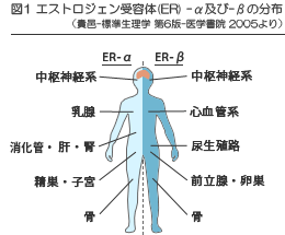 エストロジェン受容体