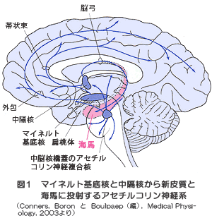 マイネメト基底核