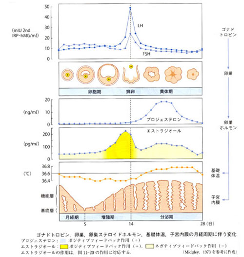 生殖機能