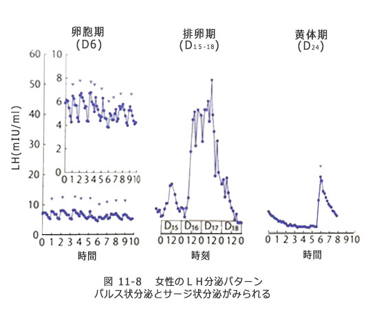 女性のLH分泌パターン